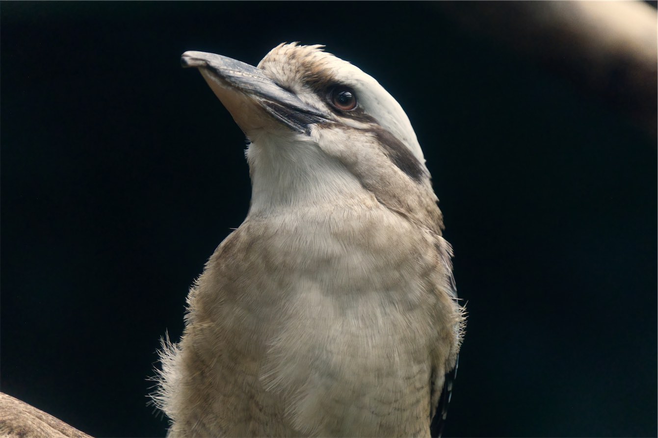 Kookaburra 2 0320